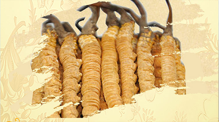 <a href=http://www.sprysprout.com/ target=_blank class=infotextkey>冬蟲夏草</a>夏天如何保存