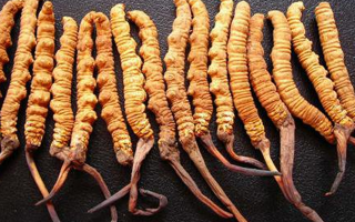 冬蟲夏草如何治百??？—— 科學(xué)看待滋補(bǔ)品的真實(shí)價值