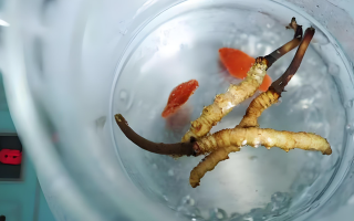 冬蟲夏草一天長多少株正常？揭開“靈芝之王”的成長秘密