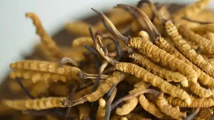 冬蟲(chóng)夏草能不能燉瘦肉湯