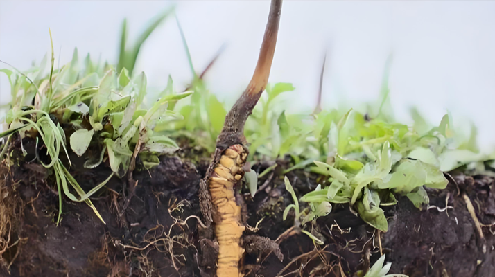 為什么是冬蟲(chóng)夏草真菌