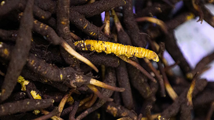 新鮮冬蟲夏草可以冷凍嗎？科學保存指南來了