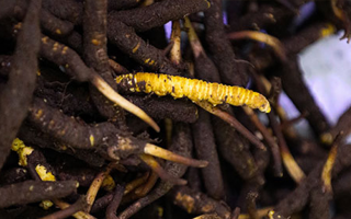 新鮮冬蟲夏草可以冷凍嗎？科學(xué)保存指南來了