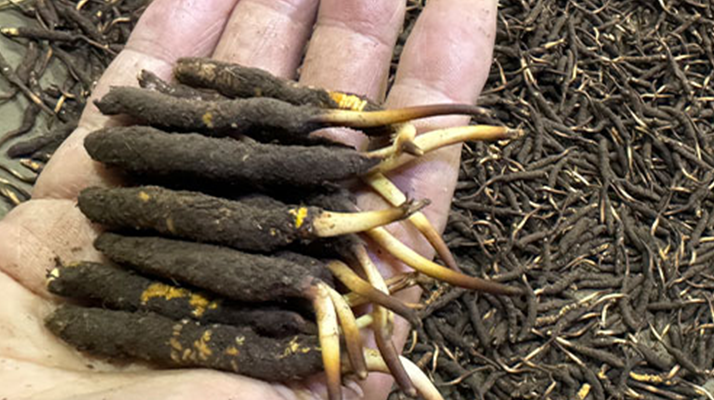 一天一根新鮮冬蟲夏草，這些功效藏不住