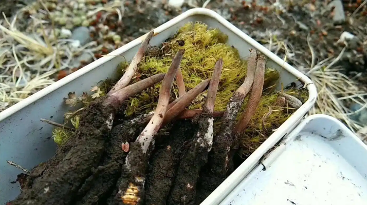 最新鮮的冬蟲夏草怎么吃?