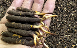 一天一根新鮮冬蟲夏草，這些功效藏不住