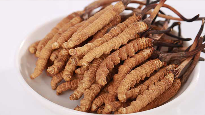 新鮮冬蟲夏草能煮水喝嗎？答案與正確方法都在這