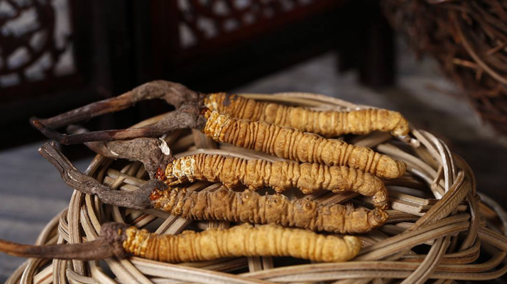 冬蟲夏草煲湯怎么煲好喝？營養(yǎng)與口感雙優(yōu)的實(shí)用指南