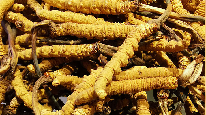 紫河車(chē)與冬蟲(chóng)夏草的區(qū)別：來(lái)源、功效及適用場(chǎng)景解析