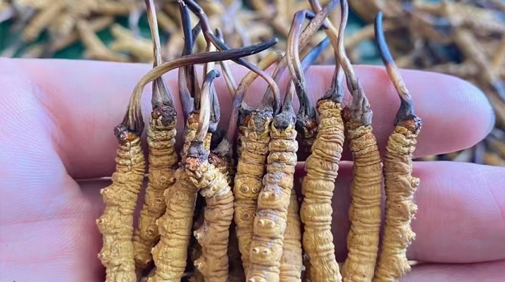 冬蟲夏草怎么辨別真假？6 個(gè)實(shí)用鑒別方法