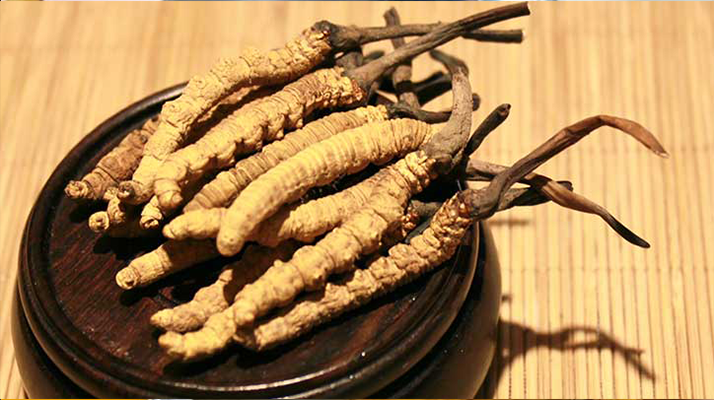 剛挖采的冬蟲夏草怎么辦？科學(xué)處理與儲存指南