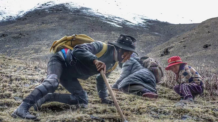 野生冬蟲夏草產(chǎn)地在哪里？核心產(chǎn)區(qū)與品質(zhì)特點(diǎn)解析