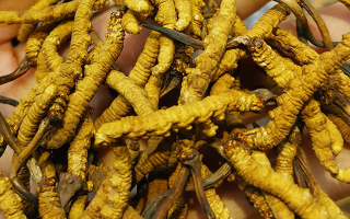 煮冬蟲夏草水能否泡茶？正確飲用方式與誤區(qū)解析