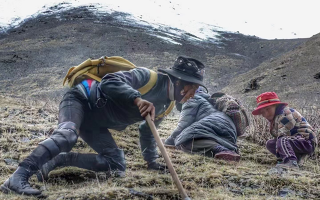 野生冬蟲夏草產(chǎn)地在哪里？核心產(chǎn)區(qū)與品質(zhì)特點(diǎn)解析