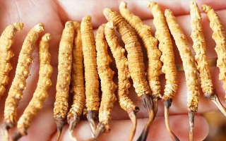 冬蟲夏草一根多少錢？價格背后的奧秘