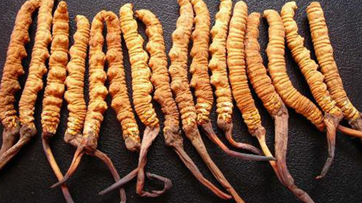 冬蟲(chóng)夏草真假難辨？從味道入手，掌握實(shí)用鑒別法