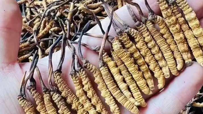 冬蟲夏草:傳統(tǒng)珍品的現(xiàn)代健康價(jià)值解析