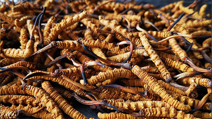 一根冬蟲夏草大概多少錢？?jī)r(jià)格背后的秘密