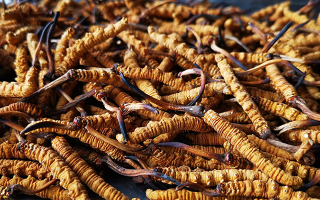 一根冬蟲夏草大概多少錢？?jī)r(jià)格背后的秘密