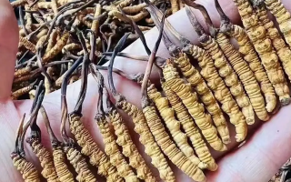 冬蟲夏草對女生的益處：從內到外的滋養(yǎng)之道