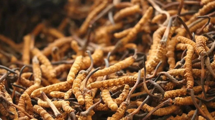 冬蟲夏草現(xiàn)在多少錢？價(jià)格探秘