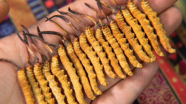 冬蟲夏草泡茶喝，這些功效你該知道