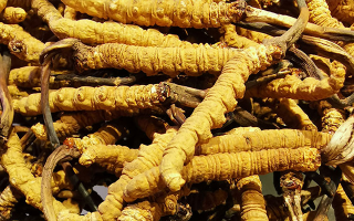 新鮮冬蟲夏草一克多少錢？價(jià)格影響因素全解析