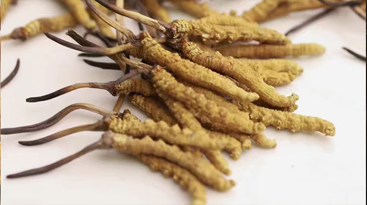 冬蟲夏草的正確儲存方式，守護(hù)珍貴滋補品的價值