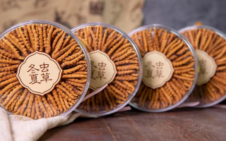 新鮮冬蟲夏草如何做酒？解鎖鮮蟲草泡酒的科學(xué)方法