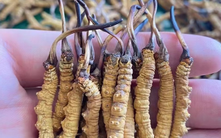  冬蟲夏草燉西洋參：秋冬滋補黃金搭配，這樣燉