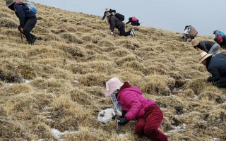 冬蟲夏草采挖看月份！4-7月各產(chǎn)區(qū)差異大，5-6月是“黃金窗口”