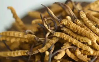 冬蟲夏草采摘季指南：找準(zhǔn)黃金時(shí)段，鎖住蟲草精華