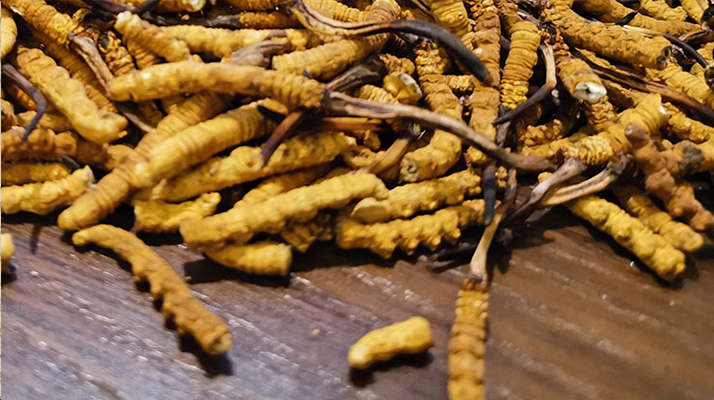 鮮冬蟲夏草并非 “制作” 而成！