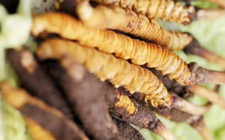 鮮冬蟲夏草泡酒能喝嗎？掌握這些要點(diǎn)安全又滋補(bǔ)