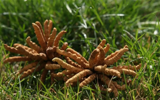 冬蟲夏草值那么多錢嗎？拆解價值與價格的真相