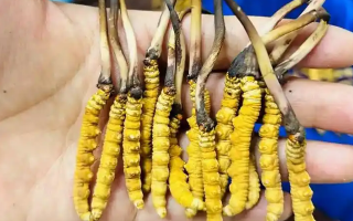鮮冬蟲夏草一次放幾克？不同人群用量指南
