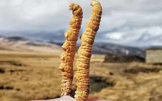 一根冬蟲(chóng)夏草多少錢？2025 年價(jià)格拆解與選購(gòu)指南