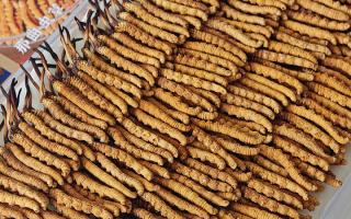 斷的冬蟲夏草：效果是否打折？科學解讀與實用建議