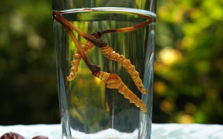 鎖陽(yáng)冬蟲(chóng)夏草泡酒：配伍原理、制作方法與飲用規(guī)范