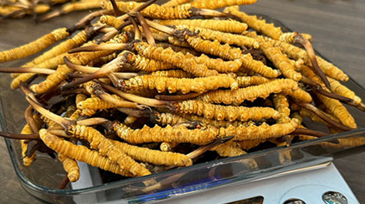 新鮮冬蟲夏草一次吃幾根？科學用量指南來了?