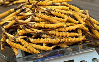 新鮮冬蟲夏草一次吃幾根？科學(xué)用量指南來了?