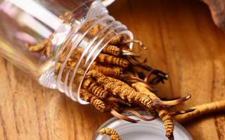 冬蟲(chóng)夏草多少錢一條？2025 年單條價(jià)格換算與選購(gòu)攻略