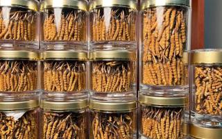 正宗冬蟲(chóng)夏草能 “治” 哪些病？科學(xué)認(rèn)知其輔助調(diào)理作用