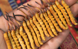 一根蟲草價差百倍？價格背后的四大核心密碼