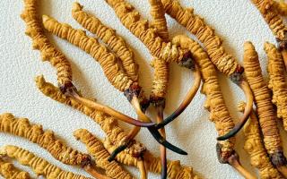 冬蟲(chóng)夏草用什么鍋燉好？3 類優(yōu)質(zhì)鍋具 + 避坑指南