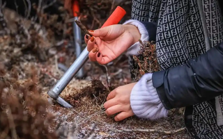 山上認(rèn)冬蟲(chóng)夏草：從環(huán)境到細(xì)節(jié)，4 步避開(kāi) “偽蟲(chóng)草”