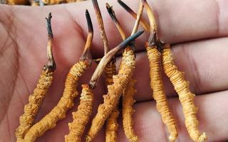 冬蟲夏草頭期凍干蟲草：解鎖滋補新方式，這些優(yōu)勢你該知道