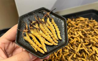 冬蟲(chóng)夏草可以煲骨頭嗎？當(dāng)然可以！這樣做營(yíng)養(yǎng)翻倍