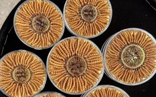 什么白酒適合泡冬蟲(chóng)夏草？4 大標(biāo)準(zhǔn) + 泡制指南