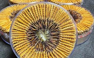 冬蟲夏草一斤價格多少？2025 年行情揭秘，差價竟達數十倍